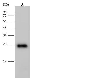 HIV-1 p24 Antibody - Anti-HIV-1 p24 Protein (group M, subtype B, strain 92418) rabbit polyclonal antibody at 1:2000 dilution.Sample:HIV-1 p24 Protein (group M, subtype B, strain 92418). Lane A: 30ng. Secondary: Goat Anti-Rabbit IgG (H+L)/HRP at 1/10000 dilution. Developed using the ECL technique. Performed under reducing conditions.