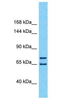 HIVEP1 / MBP-1 Antibody - HIVEP1 / MBP-1 antibody Western Blot of HepG2. Antibody dilution: 1 ug/ml.  This image was taken for the unconjugated form of this product. Other forms have not been tested.