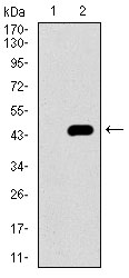HIWI2 / PIWIL4 Antibody - Western blot using PIWIL4 monoclonal antibody against HEK293 (1) and PIWIL4 (AA: 304-434)-hIgGFc transfected HEK293 (2) cell lysate.
