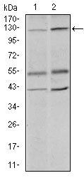 HIWI2 / PIWIL4 Antibody - Western blot using PIWIL4 mouse monoclonal antibody against PC-3 (1) and PANC-1 (2) cell lysate.