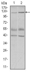 HIWI2 / PIWIL4 Antibody - Western blot using PIWIL4 mouse monoclonal antibody against PC-3 (1) and PANC-1 (2) cell lysate.