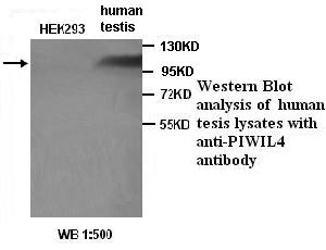 HIWI2 / PIWIL4 Antibody