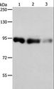 HIWI2 / PIWIL4 Antibody - Western blot analysis of HeLa, 231 and 293T cell, using PIWIL4 Polyclonal Antibody at dilution of 1:550.