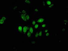 HIWI2 / PIWIL4 Antibody - Immunofluorescent analysis of A549 cells at a dilution of 1:100 and Alexa Fluor 488-congugated AffiniPure Goat Anti-Rabbit IgG(H+L)
