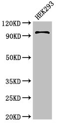 HIWI2 / PIWIL4 Antibody - Positive Western Blot detected in HEK293 whole cell lysate. All lanes: PIWIL4 antibody at 3.4 µg/ml Secondary Goat polyclonal to rabbit IgG at 1/50000 dilution. Predicted band size: 97, 57, 53 KDa. Observed band size: 97 KDa