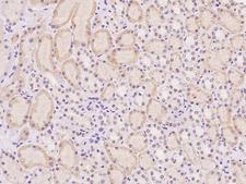 HIWI2 / PIWIL4 Antibody - Immunochemical staining of human PIWIL4 in human kidney with rabbit polyclonal antibody at 1:500 dilution, formalin-fixed paraffin embedded sections.