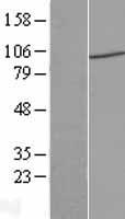 HIWI2 / PIWIL4 Protein - Western validation with an anti-DDK antibody * L: Control HEK293 lysate R: Over-expression lysate