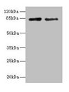 HJURP Antibody - Western blot All lanes: Holliday junction recognition protein antibody at 12µg/ml Lane 1: Jurkat whole cell lysate Lane 2: Hela whole cell lysate Secondary Goat polyclonal to rabbit IgG at 1/10000 dilution Predicted band size: 84, 78, 75 kDa Observed band size: 84 kDa