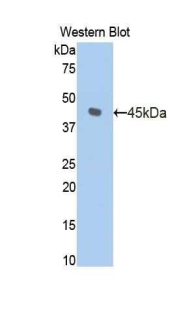 HK1 / Hexokinase 1 Antibody - Western blot of recombinant HK1 / Hexokinase 1.  This image was taken for the unconjugated form of this product. Other forms have not been tested.