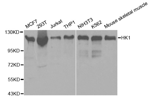 HK1 / Hexokinase 1 Antibody - Western blot analysis of extracts of various cell lines, using HK1 antibody at 1:500 dilution. The secondary antibody used was an HRP Goat Anti-Rabbit IgG (H+L) at 1:10000 dilution. Lysates were loaded 25ug per lane and 3% nonfat dry milk in TBST was used for blocking.