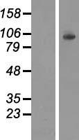 HK1 / Hexokinase 1 Protein - Western validation with an anti-DDK antibody * L: Control HEK293 lysate R: Over-expression lysate