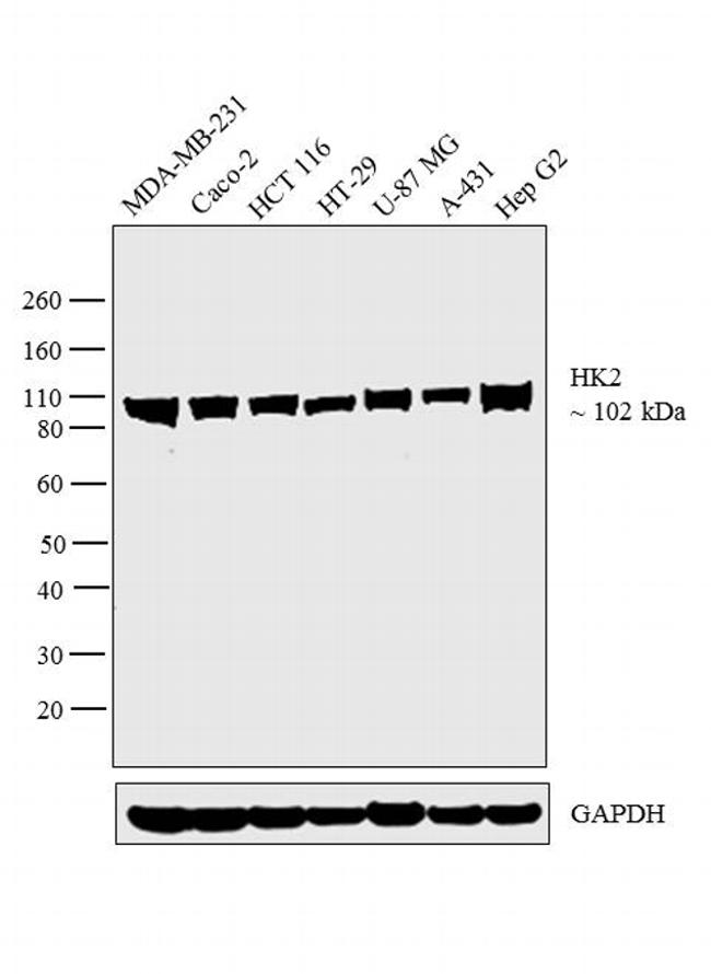 HK2 / Hexokinase 2 Antibody - HK2 Antibody in Western Blot (WB)