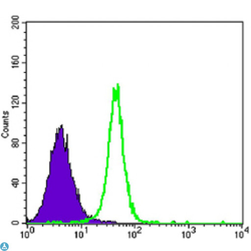HK2 / Hexokinase 2 Antibody - Flow cytometric (FCM) analysis of K562 cells using HXK II Monoclonal Antibody (green) and negative control (purple).