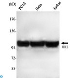 HK2 / Hexokinase 2 Antibody - Western Blot (WB) analysis using HXK II Monoclonal Antibody against PC12, HeLa, Jurkat cell lysate.