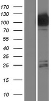 HK3 / Hexokinase 3 Protein - Western validation with an anti-DDK antibody * L: Control HEK293 lysate R: Over-expression lysate