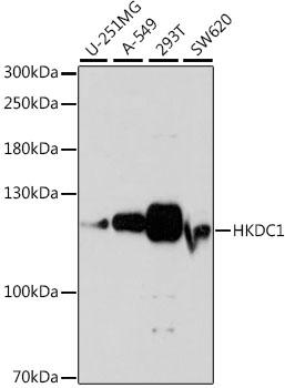 HKDC1 Antibody - Western blot analysis of extracts of various cell lines using HKDC1 Polyclonal Antibody at dilution of 1:1000.