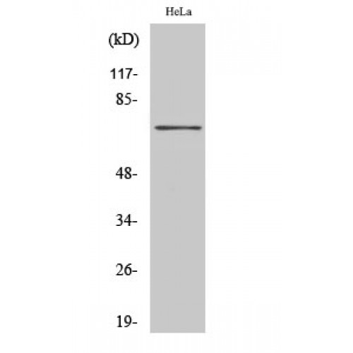 HKR1 Antibody - Western blot of HKR1 antibody