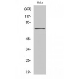 HKR1 Antibody - Western blot of HKR1 antibody