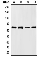 HKR1 Antibody - Western blot analysis of HKR1 expression in HepG2 (A); NIH3T3 (B); mouse liver (C); rat liver (D) whole cell lysates.
