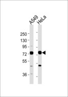 HKR1 Antibody - All lanes : Anti-HKR1 Antibody at 1:1000 dilution Lane 1: A549 whole cell lysates Lane 2: HeLa whole cell lysates Lysates/proteins at 20 ug per lane. Secondary Goat Anti-Rabbit IgG, (H+L),Peroxidase conjugated at 1/10000 dilution Predicted band size : 75 kDa Blocking/Dilution buffer: 5% NFDM/TBST.