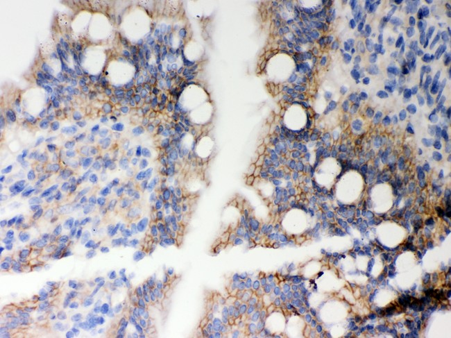 HLA-A Antibody - HLA-A antibody IHC-paraffin: Rat Intestine Tissue.