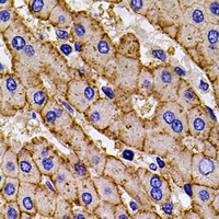 HLA-A Antibody - Immunohistochemical analysis of HLA-A staining in mouse liver formalin fixed paraffin embedded tissue section. The section was pre-treated using heat mediated antigen retrieval with sodium citrate buffer (pH 6.0). The section was then incubated with the antibody at room temperature and detected using an HRP conjugated compact polymer system. DAB was used as the chromogen. The section was then counterstained with hematoxylin and mounted with DPX.
