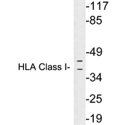 HLA-A/B/C Antibody - Western blot analysis of lysates from Ramos cells, using HLA Class I antibody.