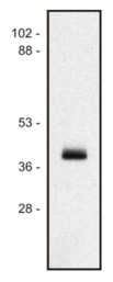 HLA-A/B/C Antibody - Western blot of human Ramos B cell line lysate (1% laurylmaltoside); non-reduced sample, immunostained by mAb MEM-147  and goat anti-mouse IgG (H+L)-HRP conjugate.
