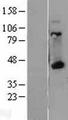 HLA-A Protein - Western validation with an anti-DDK antibody * L: Control HEK293 lysate R: Over-expression lysate