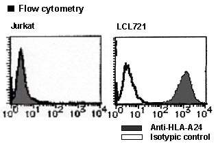 HLA-A24 Antibody -  This image was taken for the unconjugated form of this product. Other forms have not been tested.