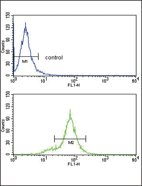 HLA-B Antibody - HLA-B Antibody flow cytometry of HepG2 cells (bottom histogram) compared to a negative control cell (top histogram). FITC-conjugated goat-anti-rabbit secondary antibodies were used for the analysis.