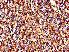 HLA-B Antibody - Immunohistochemistry of paraffin-embedded human spleen tissue using HLA-B Antibody, Biotin conjugated at dilution of 1:100