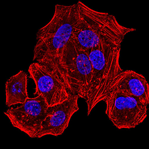 HLA-B Antibody - Immunofluorescence analysis of Hela cells using HLA-B mouse mAb. Blue: DRAQ5 fluorescent DNA dye. Red: Actin filaments have been labeled with Alexa Fluor- 555 phalloidin.