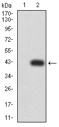HLA-B Antibody - Western blot analysis using HLA-B mAb against HEK293 (1) and HLA-B (AA: 241-362)-hIgGFc transfected HEK293 (2) cell lysate.