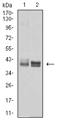 HLA-B Antibody - Western blot analysis using HLA-B mouse mAb against Ramos (1) and A431 (2) cell lysate.