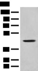 HLA-B Antibody - Western blot analysis of A549 cell lysate  using HLA-B Polyclonal Antibody at dilution of 1:400