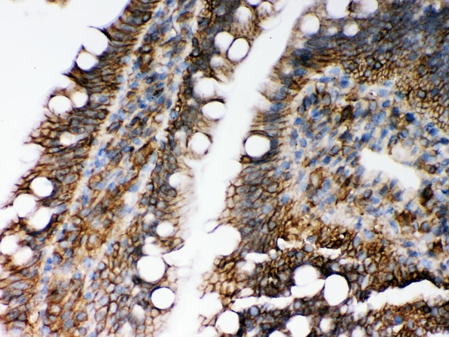 HLA-C Antibody - HLA-C antibody IHC-paraffin: Rat Intestine Tissue.