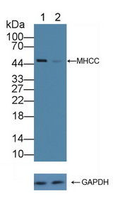 HLA-C Antibody - Knockout Varification: Lane 1: Wild-type A431 cell lysate; Lane 2: MHCC knockout A431 cell lysate; Predicted MW: 41kd Observed MW: 48kd Primary Ab: 2µg/ml Rabbit Anti-Human MHCC Antibody Second Ab: 0.2µg/mL HRP-Linked Caprine Anti-Rabbit IgG Polyclonal Antibody
