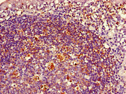 HLA Class II Histocompatibility Antigen, DRB1-3 Antibody - Immunohistochemistry of paraffin-embedded human tonsil tissue using HLA-DRB1 Antibody, Biotin conjugated at dilution of 1:100