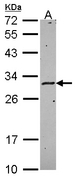 HLA-DMA Antibody - Sample (30 ug of whole cell lysate). A: Hela. 12% SDS PAGE. HLA-DMA antibody diluted at 1:1000.