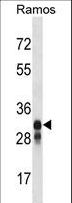 HLA-DMB Antibody - HLA-DMB Antibody western blot of Ramos cell line lysates (35 ug/lane). The HLA-DMB antibody detected the HLA-DMB protein (arrow).