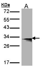 HLA-DMB Antibody - Western blot of HLA-DMB expression in transfected 293T cell line by HLA-DMB polyclonal antibody. A: Non-transfected lysate., B: HLA-DMB transfected lysate. 12% SDS PAGE. HLA-DMB antibody diluted at 1:500