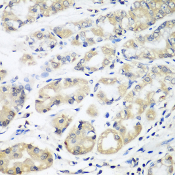 HLA-DMB Antibody - Immunohistochemistry of paraffin-embedded human stomach tissue.