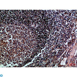 HLA-DMB Antibody - Immunohistochemical analysis of paraffin-embedded Human-tonsil, antibody was diluted at 1:100.