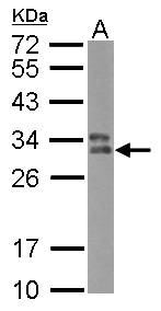 HLA-DPB1 Antibody - Sample (30 ug of whole cell lysate) A: Raji 12% SDS PAGE HLA-DPB1 antibody diluted at 1:500