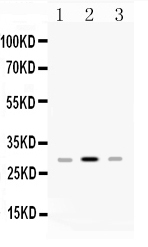 HLA-DPB1 Antibody - Western blot - Anti-HLA-DPB1/Hla Dp Picoband Antibody