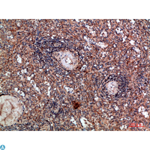 HLA-DQA1 Antibody - Immunohistochemical analysis of paraffin-embedded human-spleen, antibody was diluted at 1:200.