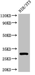 HLA-DQB1 Antibody - Western Blot Positive WB detected in:NIH/3T3 whole cell lysate All Lanes:HLA-DQB1 antibody at 3µg/ml Secondary Goat polyclonal to rabbit IgG at 1/50000 dilution Predicted band size: 30 KDa Observed band size: 30 KDa