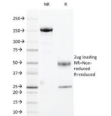 HLA-DR Antibody - SDS-PAGE Analysis of Purified, BSA-Free HLA-DR Antibody (clone 169-1B5.2). Confirmation of Integrity and Purity of the Antibody.