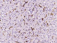 HLA-DR Antibody - Immunochemical staining HLA-DR in cynomolgus liver with rabbit polyclonal antibody at 1:10000 dilution, formalin-fixed paraffin embedded sections.